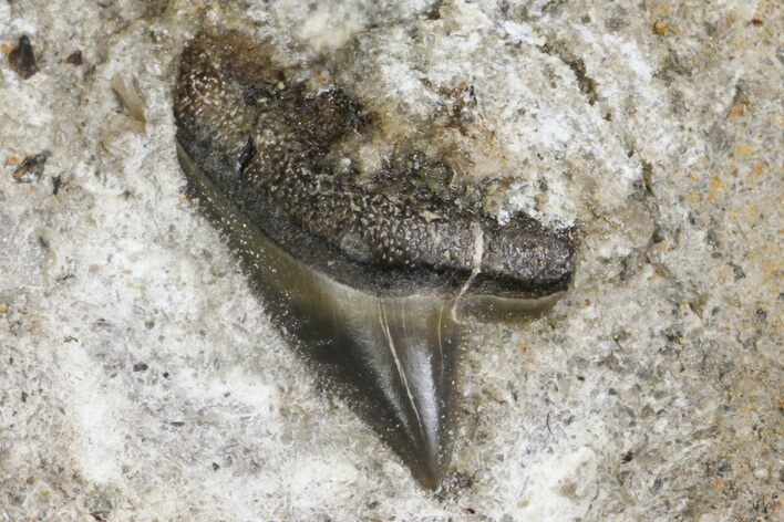 Fossil Mackerel Shark (Cretodus) Tooth - Kansas #154206